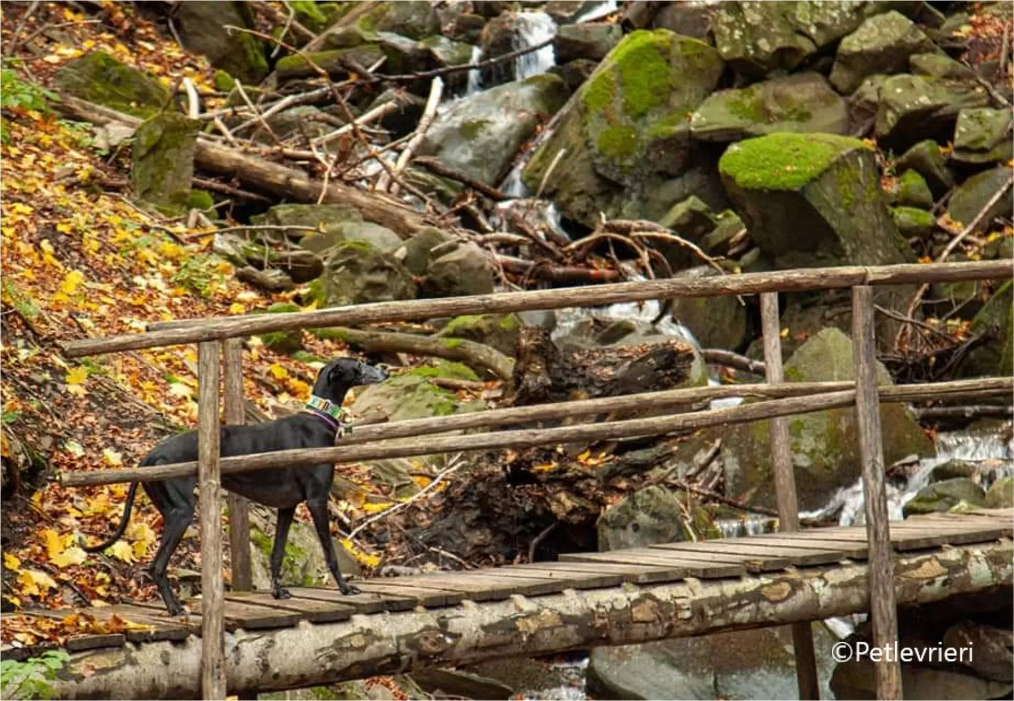 chiova galga pet levrieri felici casa3