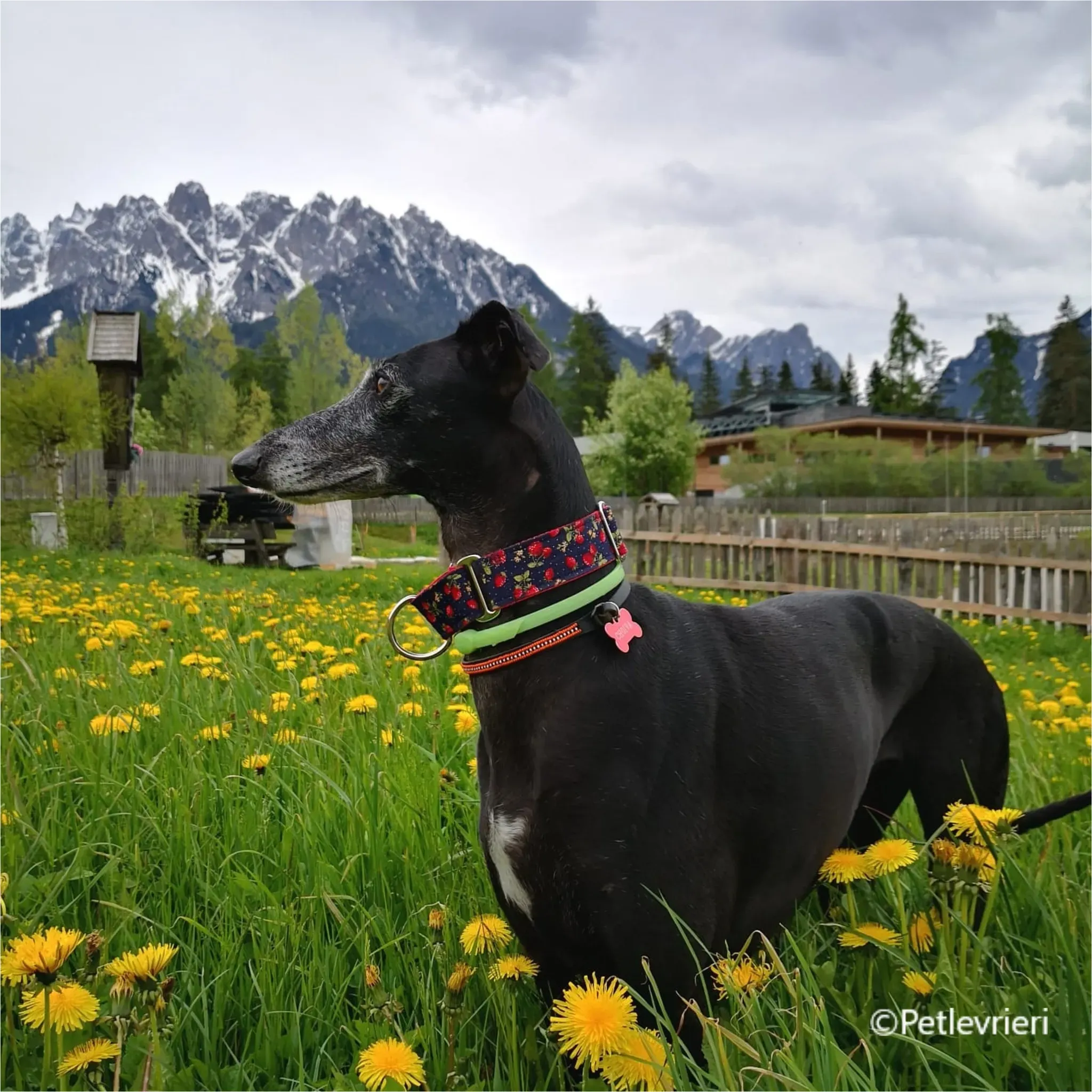 chiova galga pet levrieri felici casa4