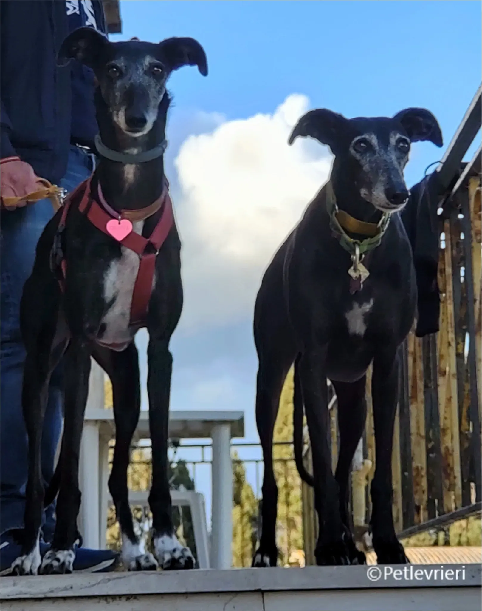 chiova galga pet levrieri felici casa5