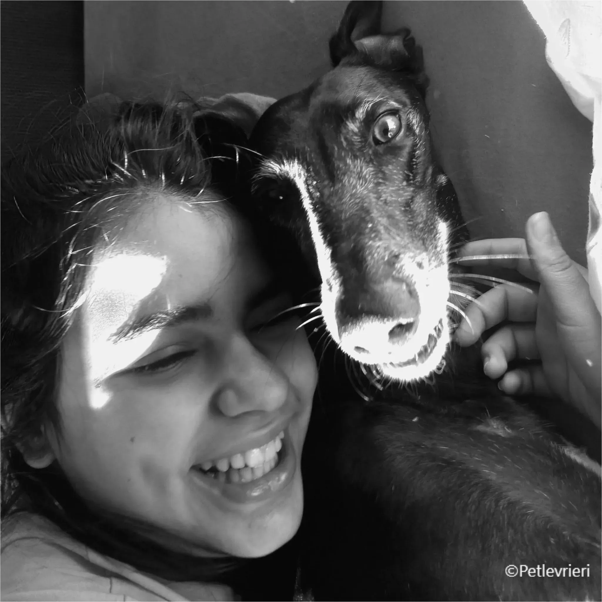 chiova galga pet levrieri felici casa6