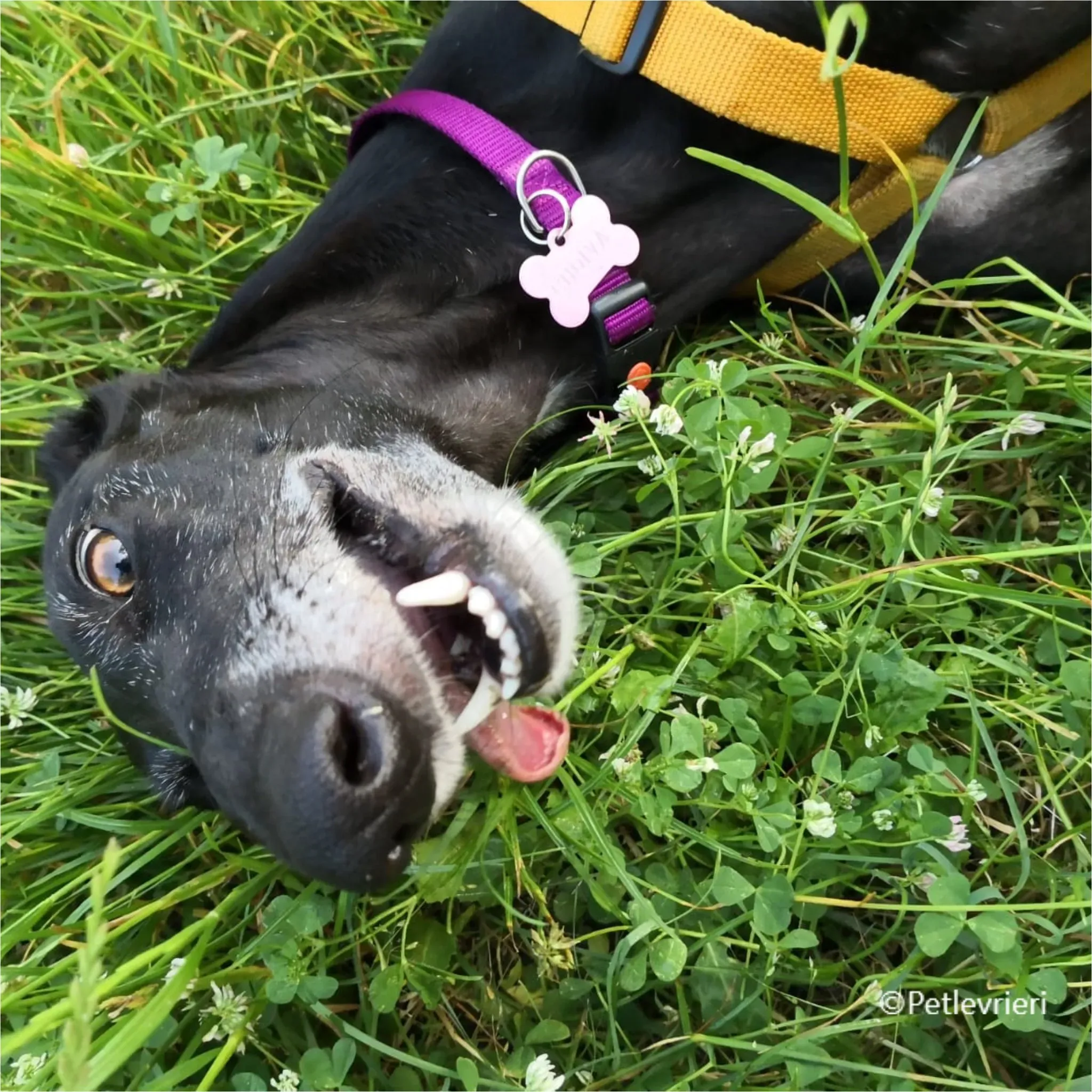 chiova galga pet levrieri felici casa7