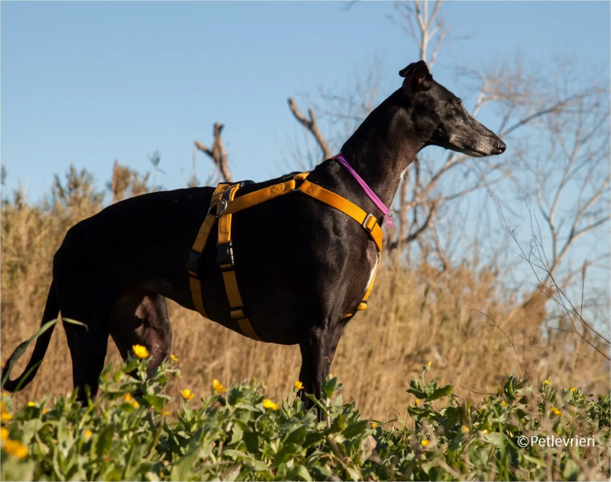 chiova galga pet levrieri felici casa8