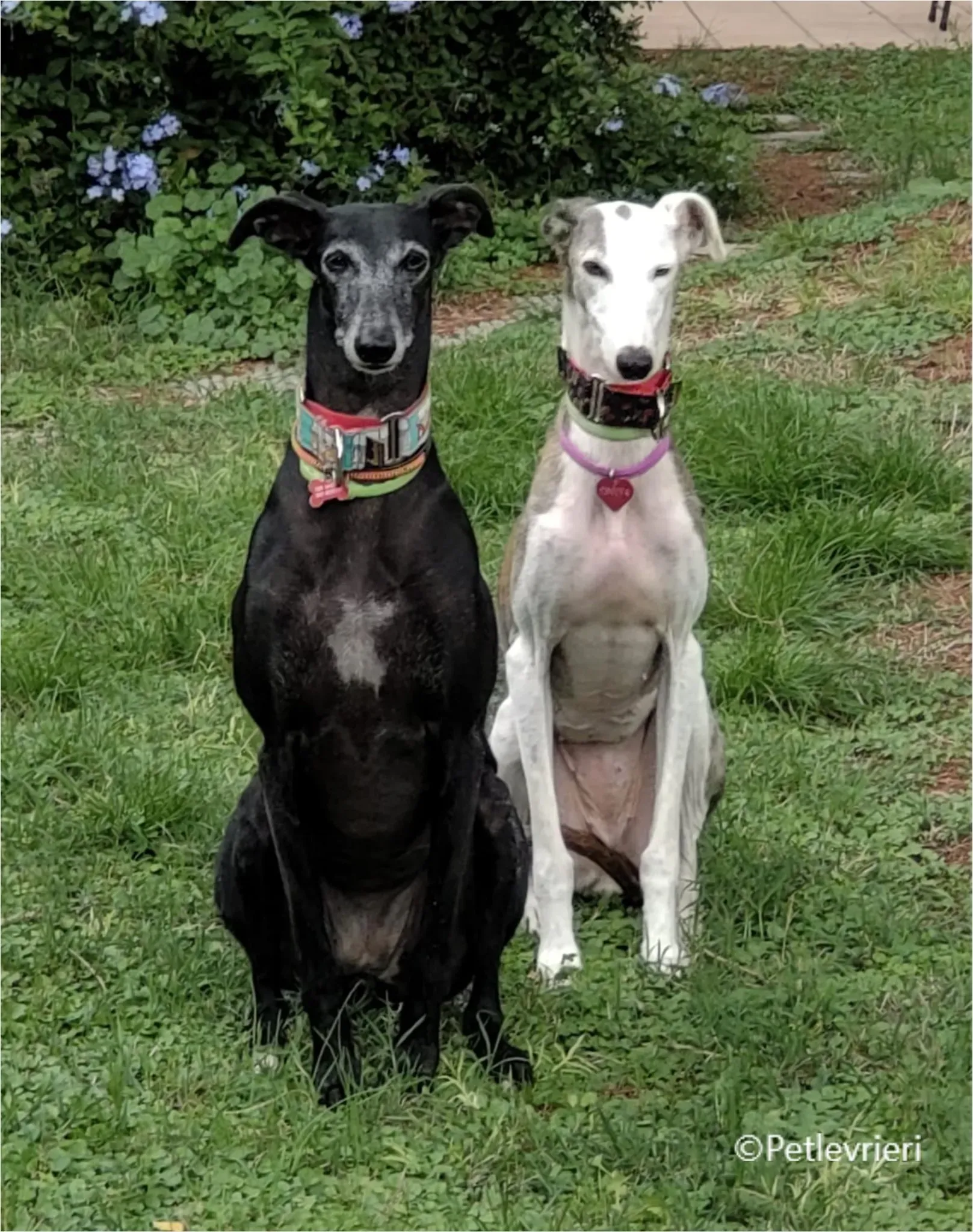 chiova galga pet levrieri felici casa9