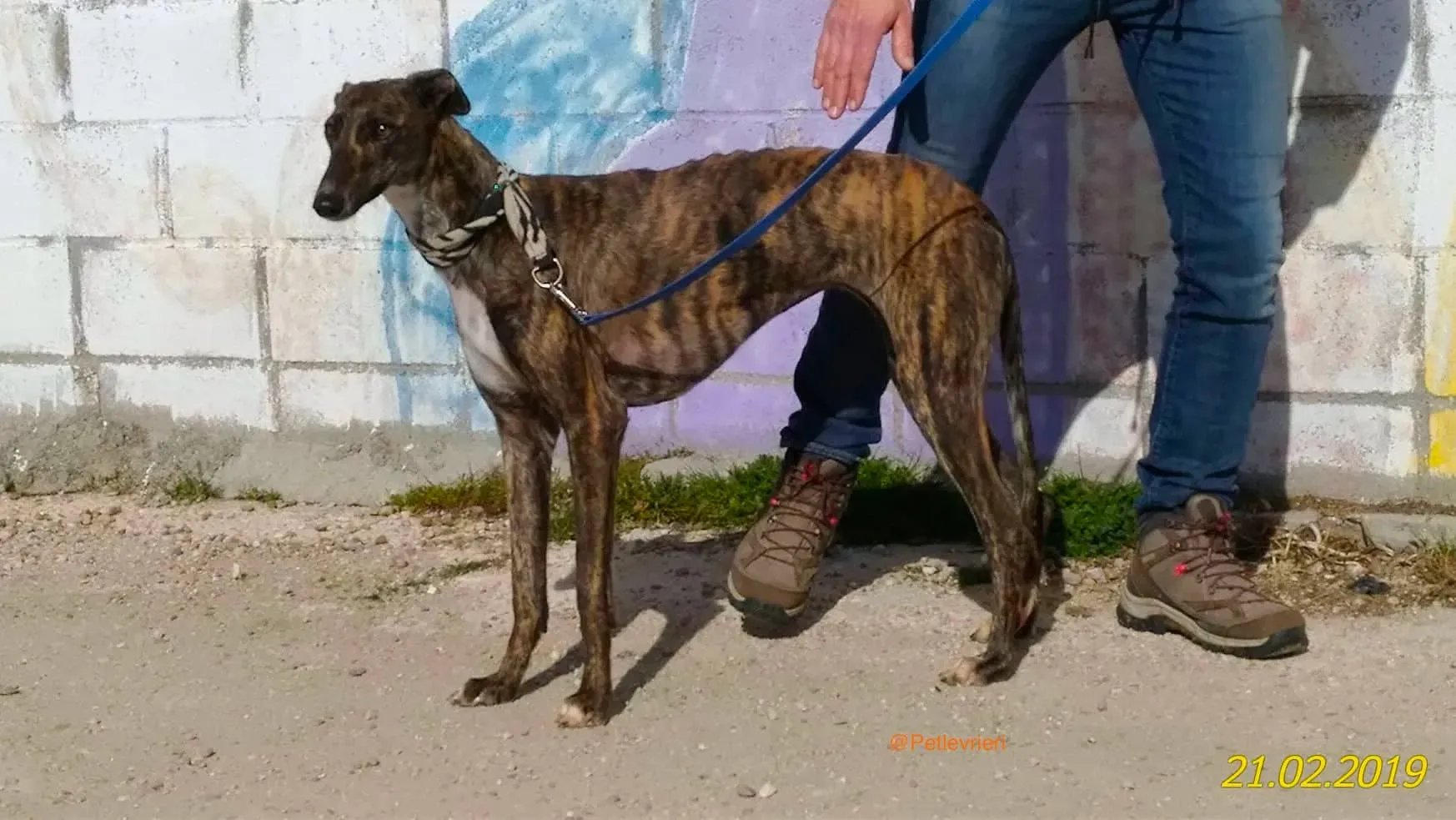 chip 2327 adozione levrieri galgo 1