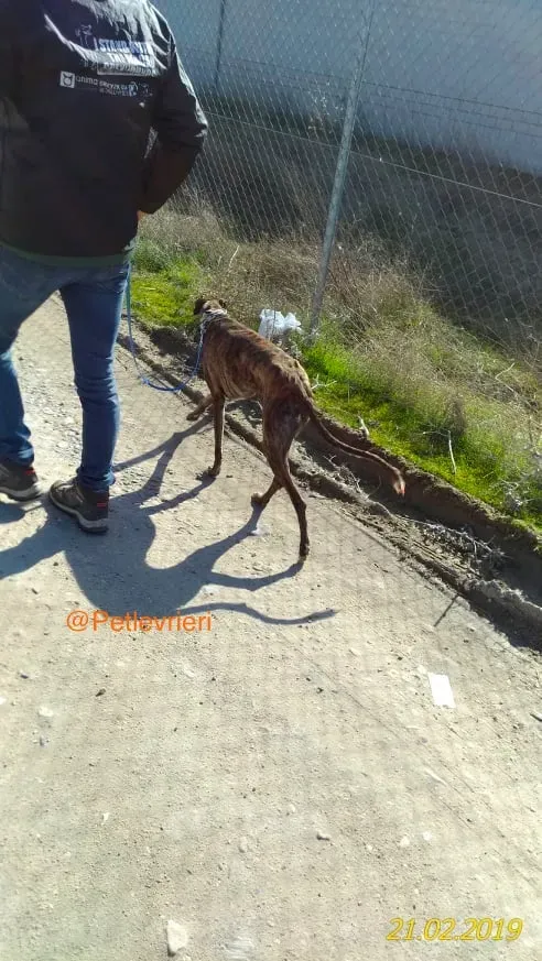 chip 2327 adozione levrieri galgo 10