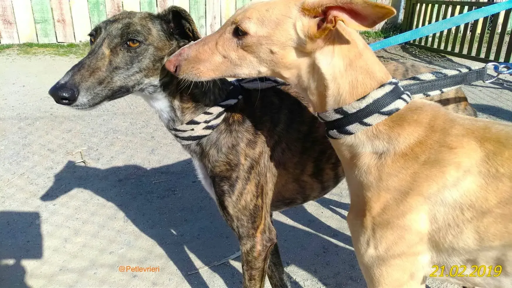 chip 2327 adozione levrieri galgo 11