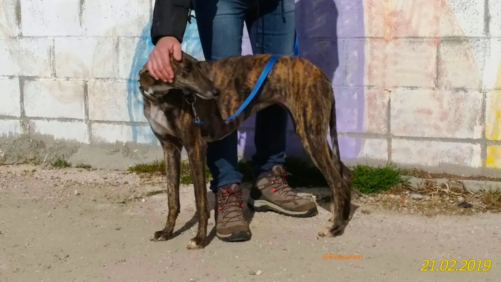 chip 2327 adozione levrieri galgo 2