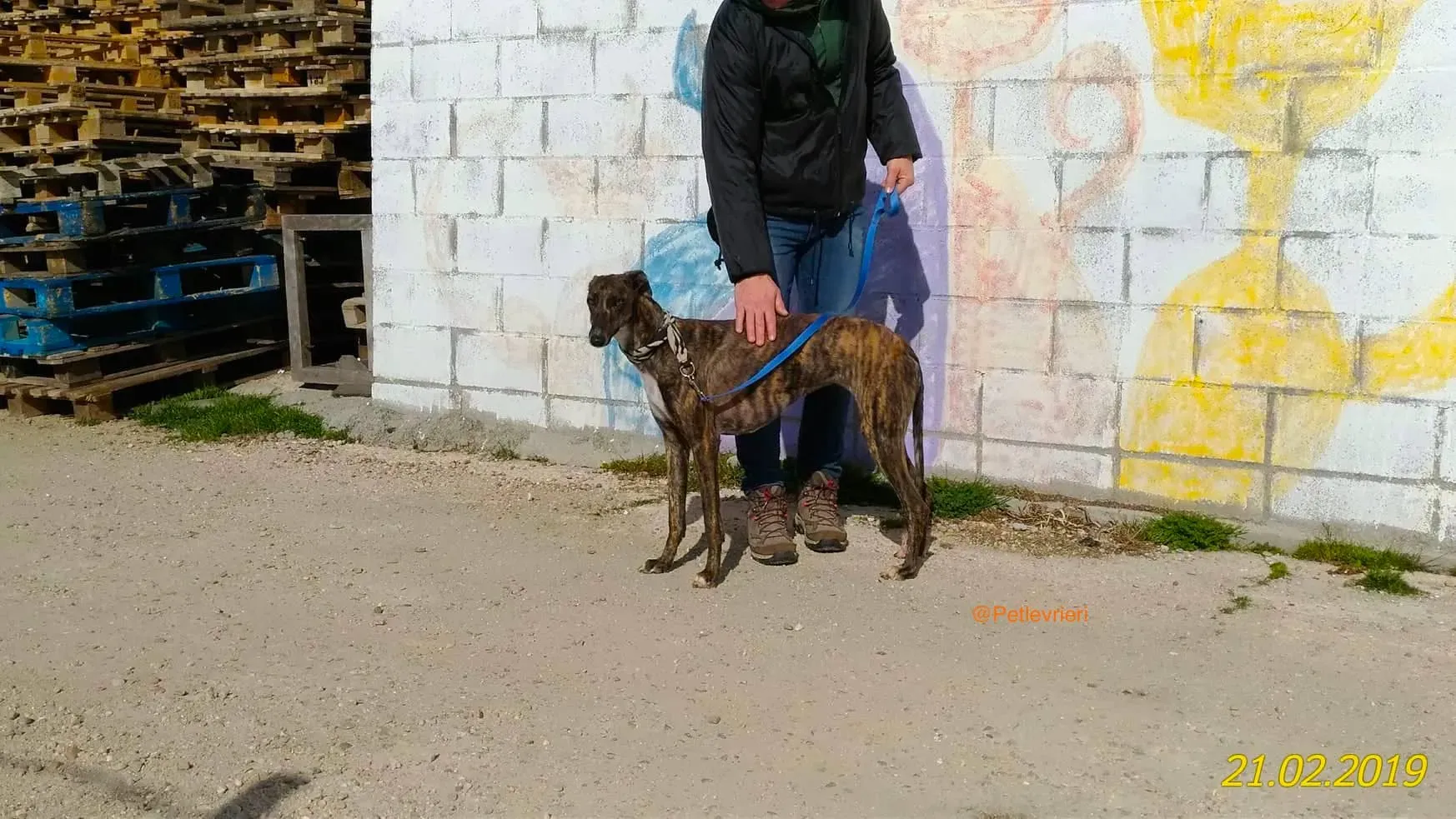 chip 2327 adozione levrieri galgo 3