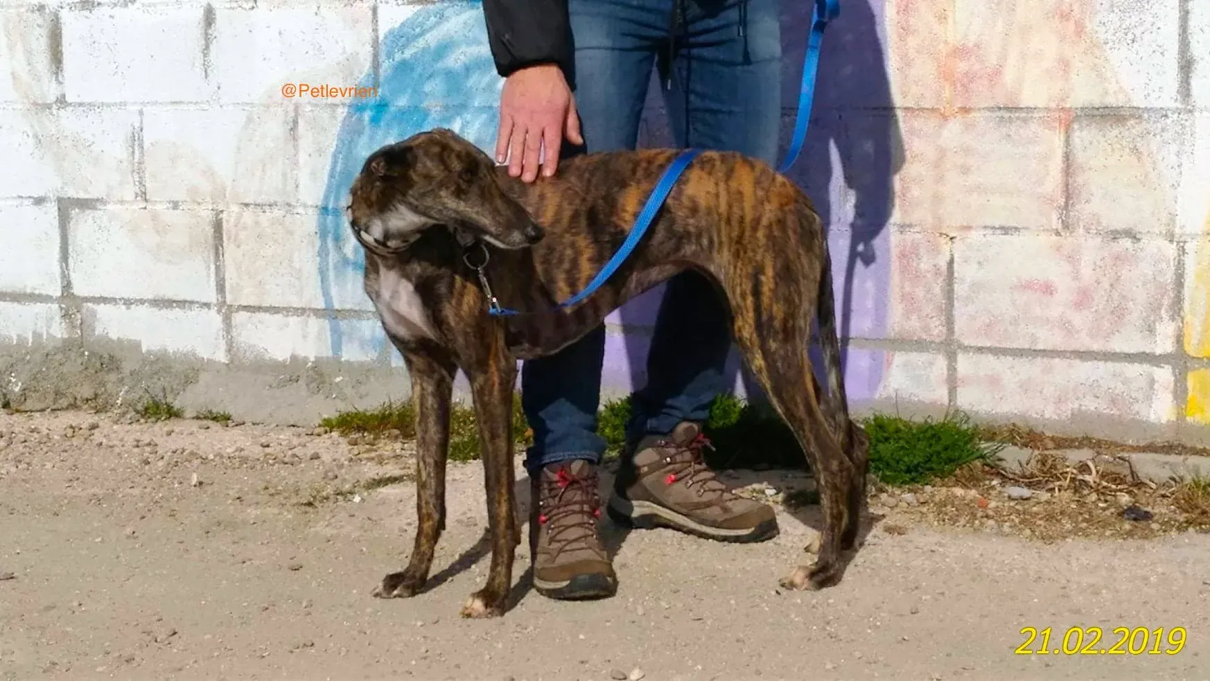 chip 2327 adozione levrieri galgo 4