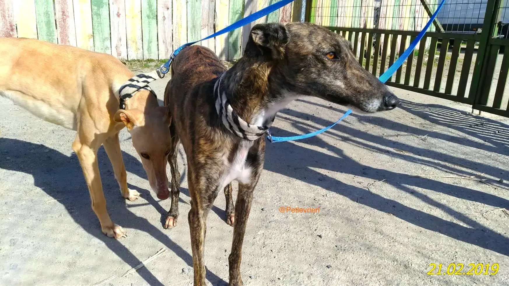 chip 2327 adozione levrieri galgo 5