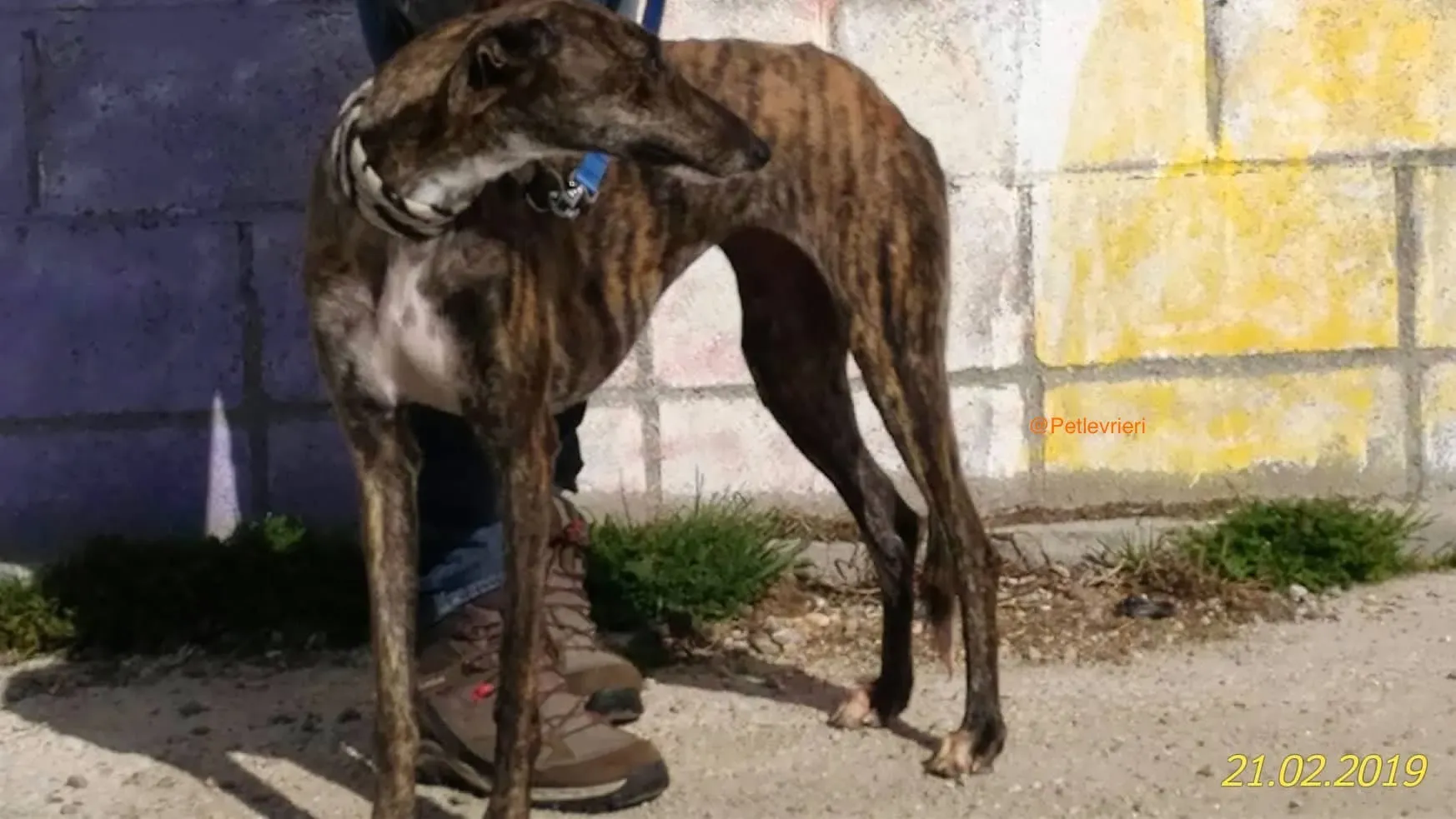 chip 2327 adozione levrieri galgo 6