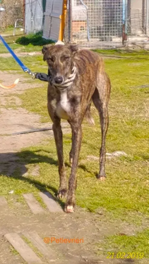 chip 2327 adozione levrieri galgo 7