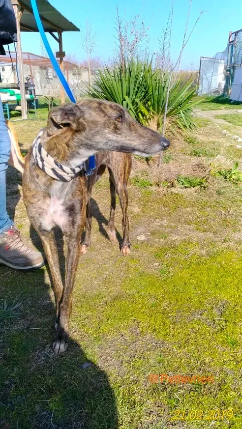 chip 2327 adozione levrieri galgo 8