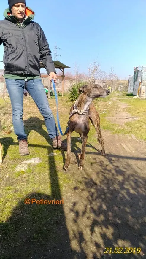 chip 2327 adozione levrieri galgo 9