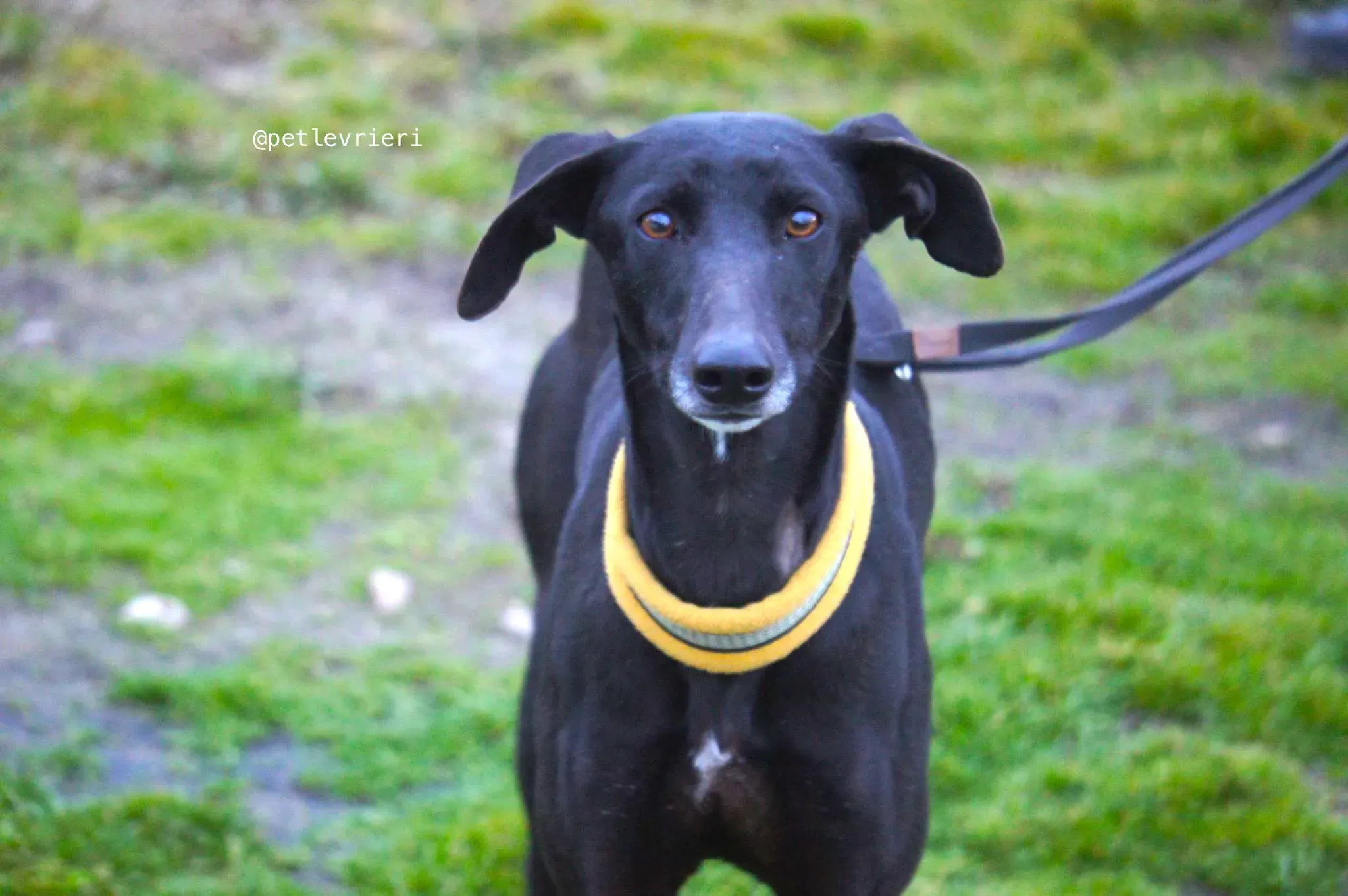 chip 3180 adozione levrieri galgo 3 1