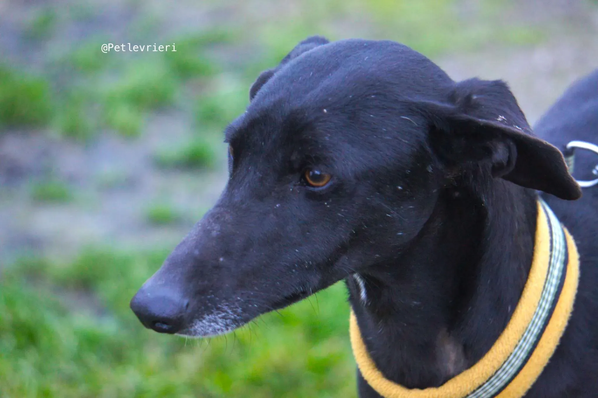 chip 3180 adozione levrieri galgo 4 1