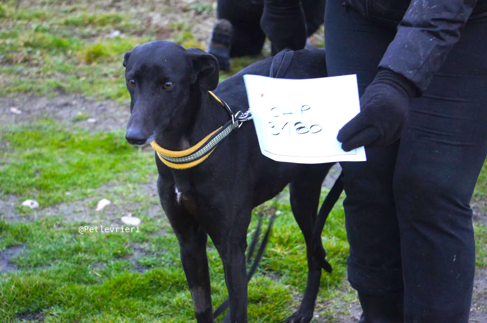 chip 3180 adozione levrieri galgo 5 1