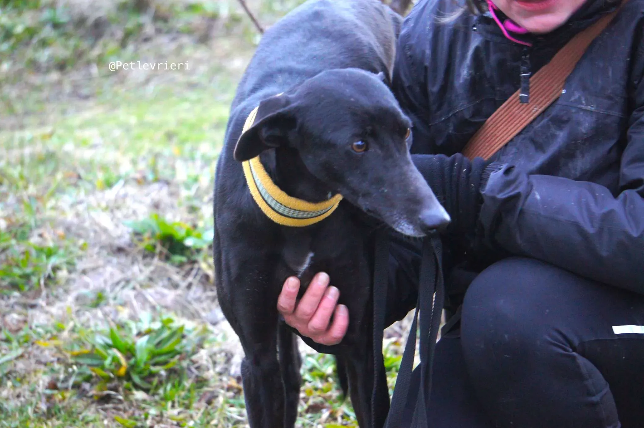 chip 3180 adozione levrieri galgo1 1