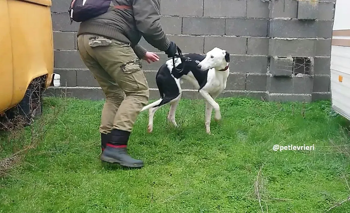 chip 3213 adozioni galgo 10