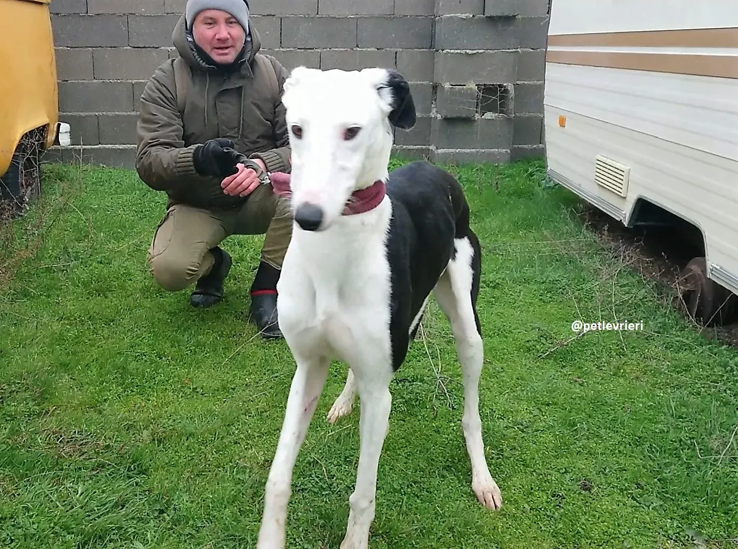 chip 3213 adozioni galgo 12