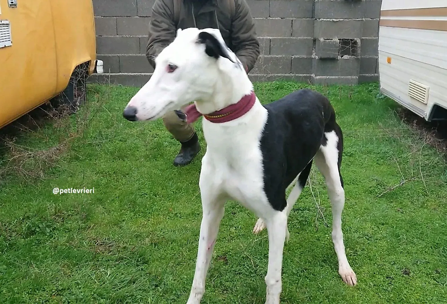 chip 3213 adozioni galgo 13