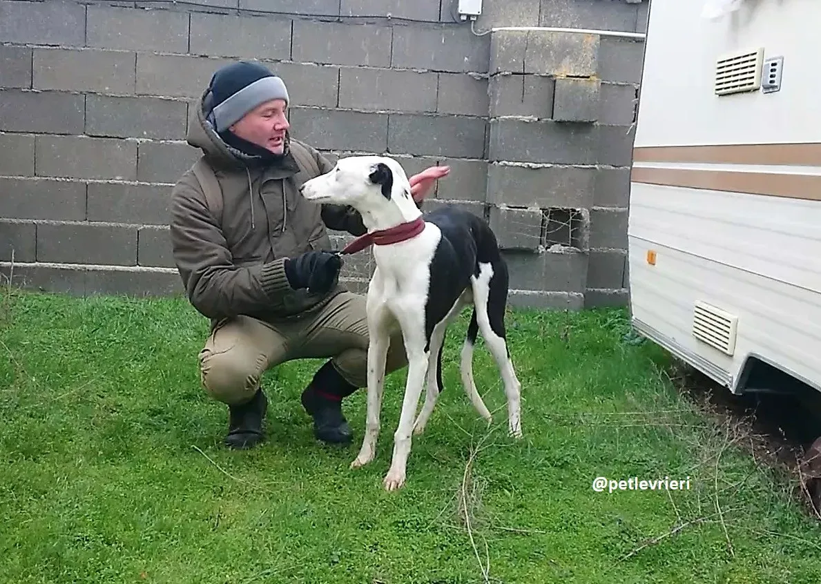 chip 3213 adozioni galgo 15