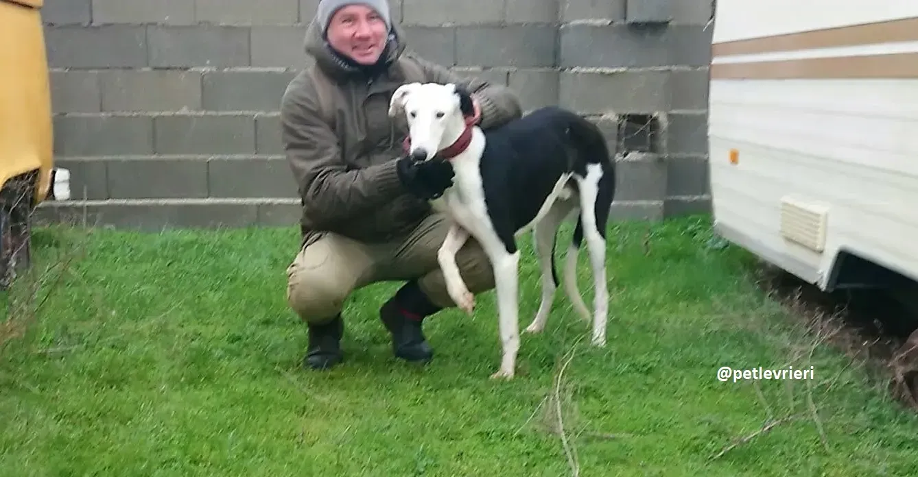 chip 3213 adozioni galgo 16