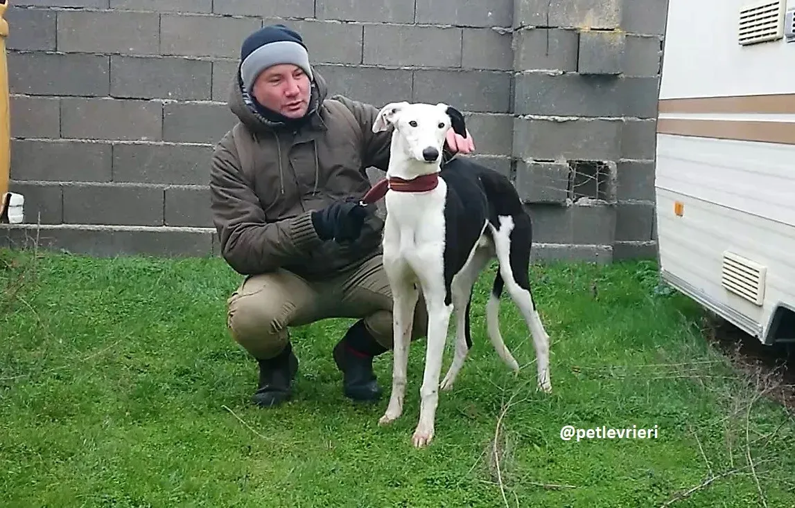 chip 3213 adozioni galgo 17