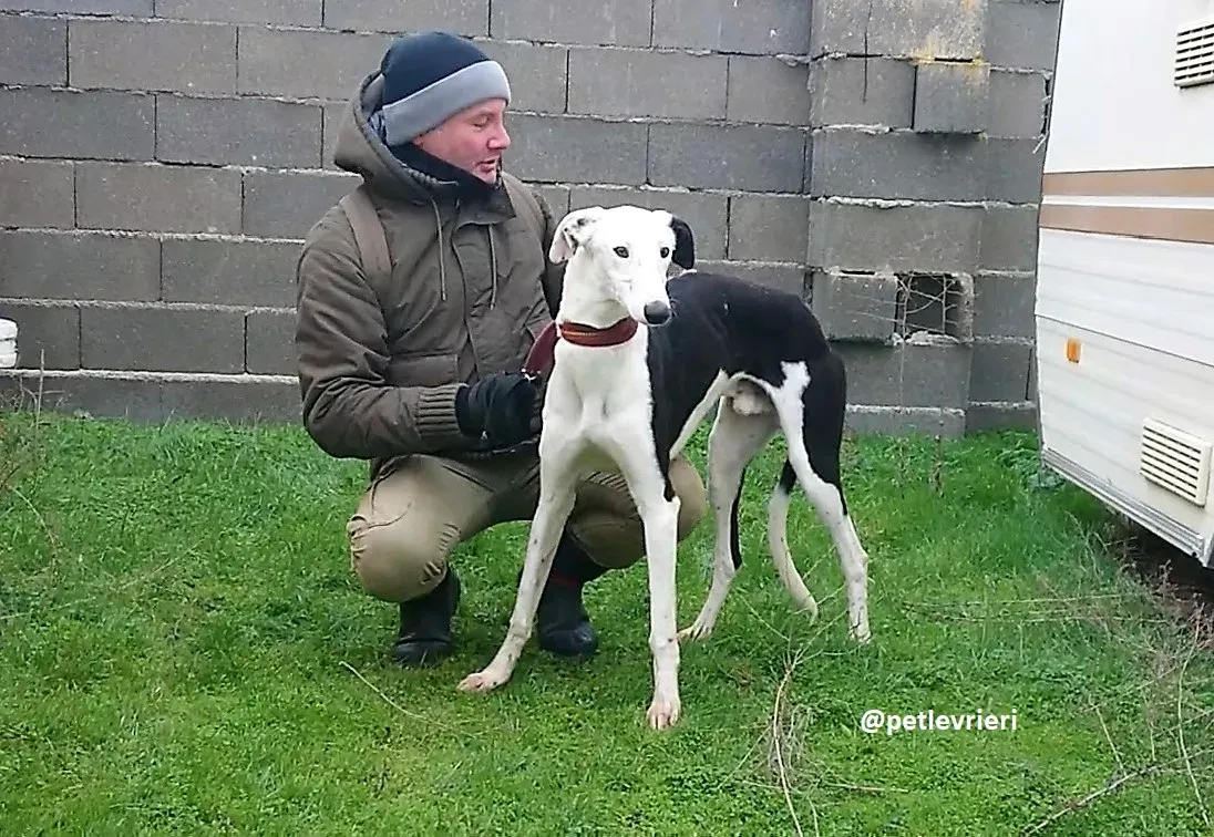 chip 3213 adozioni galgo 18