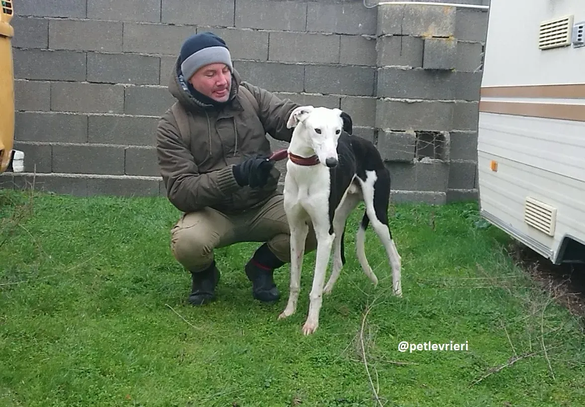 chip 3213 adozioni galgo 20