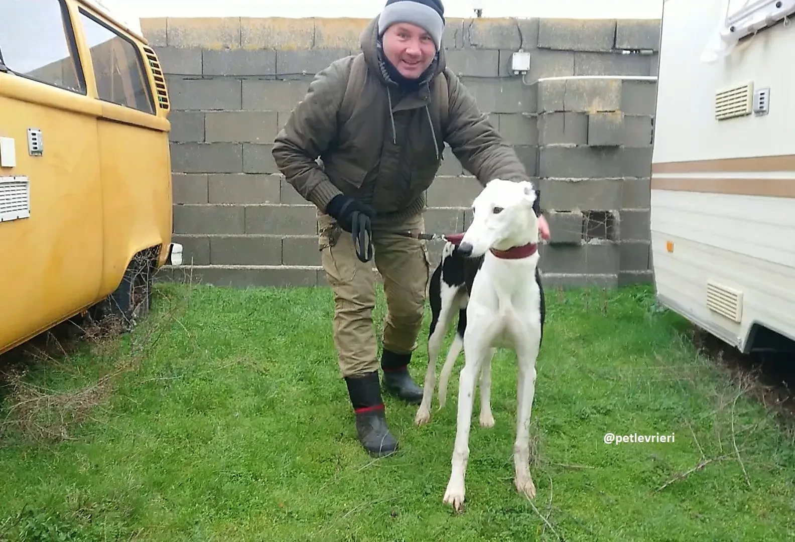 chip 3213 adozioni galgo 5