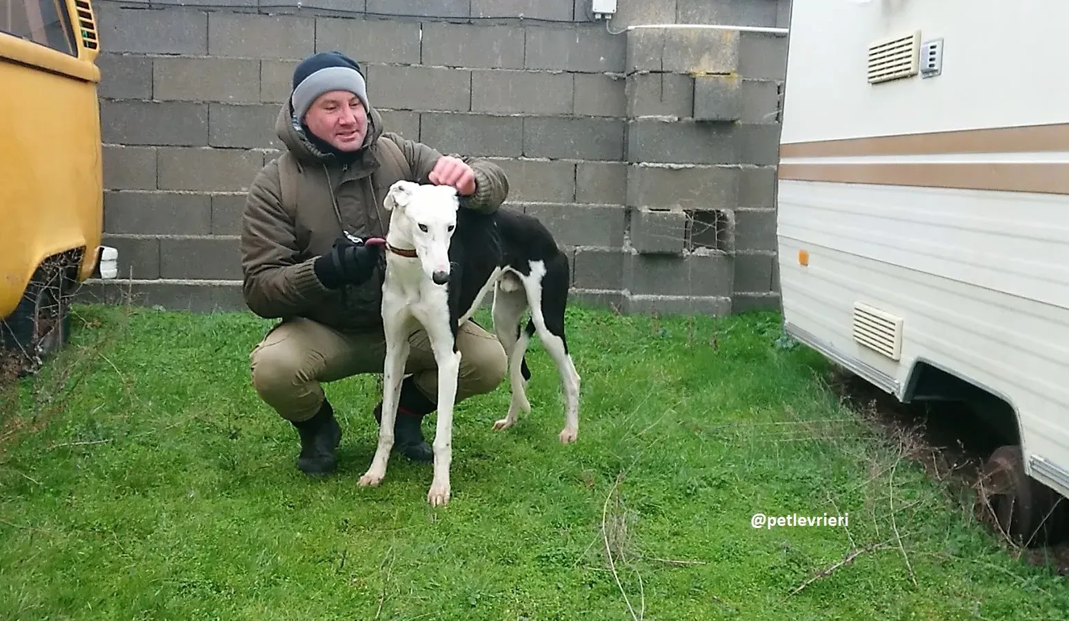 chip 3213 adozioni galgo 6