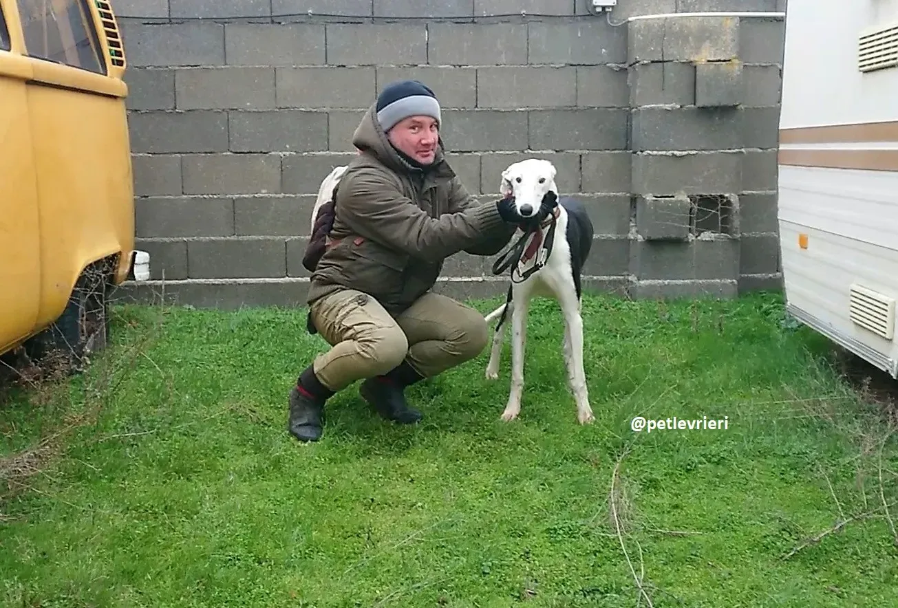 chip 3213 adozioni galgo 9