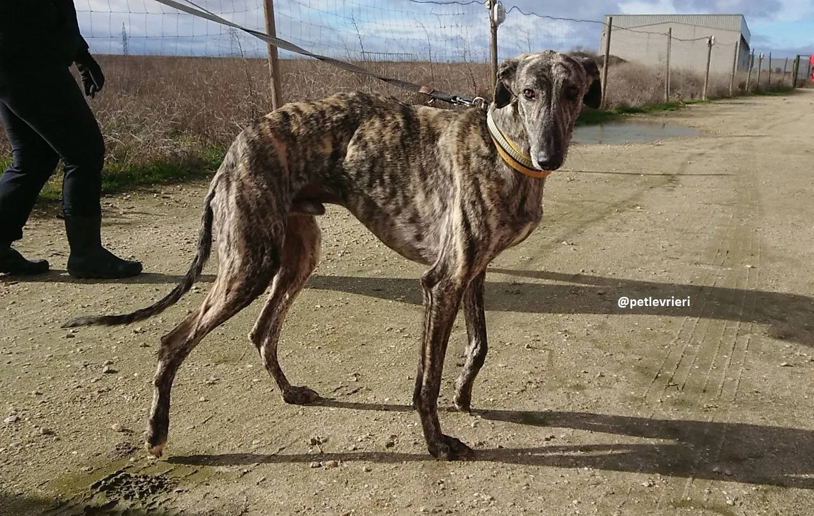chip 3304 adozioni levriero galgo 1