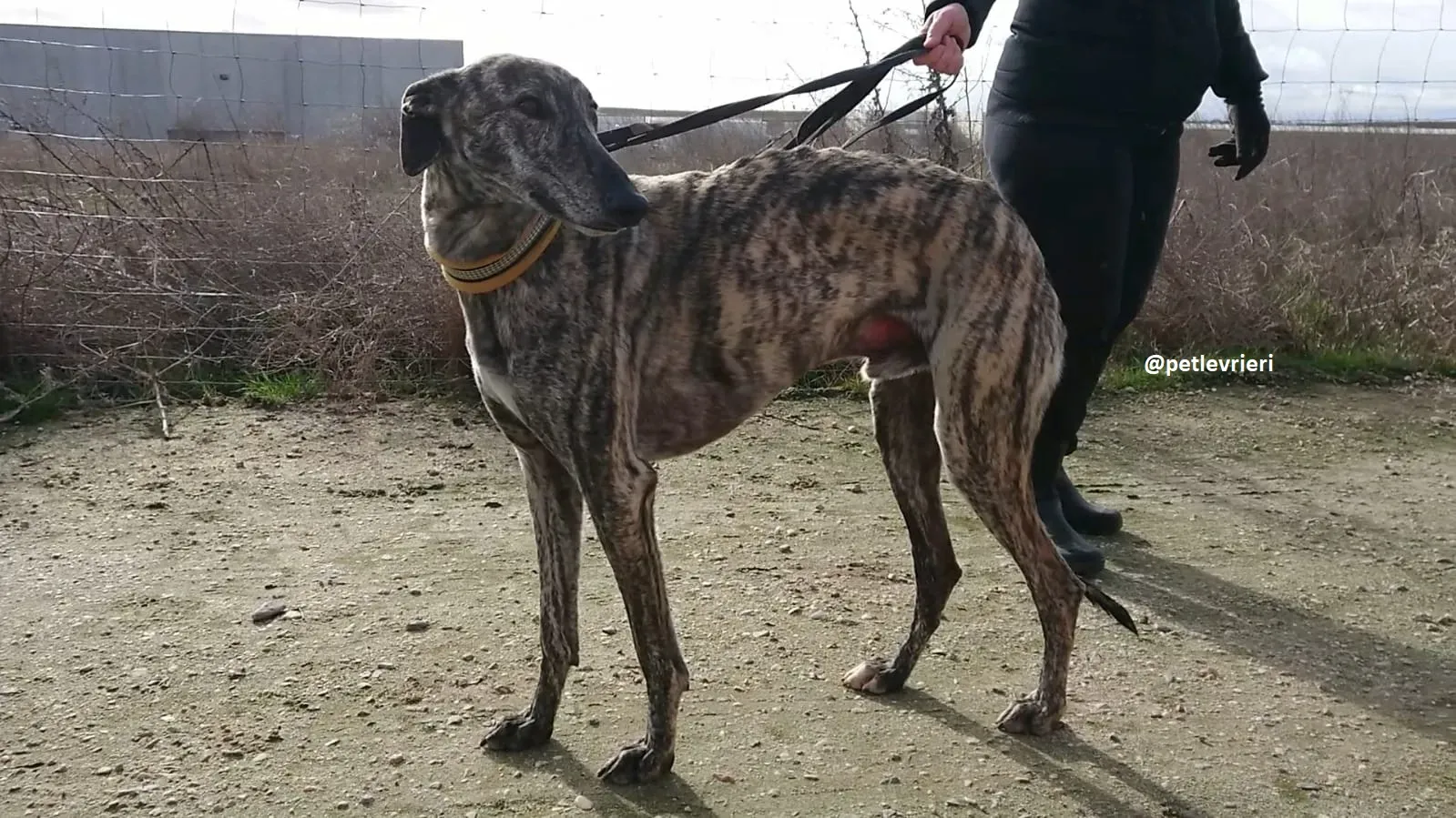 chip 3304 adozioni levriero galgo 11