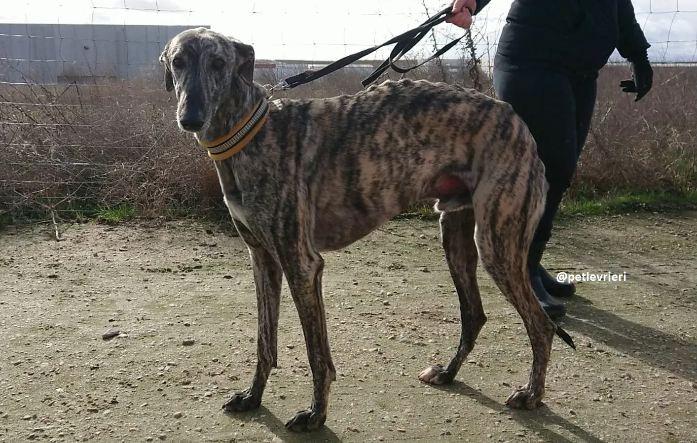 chip 3304 adozioni levriero galgo 12