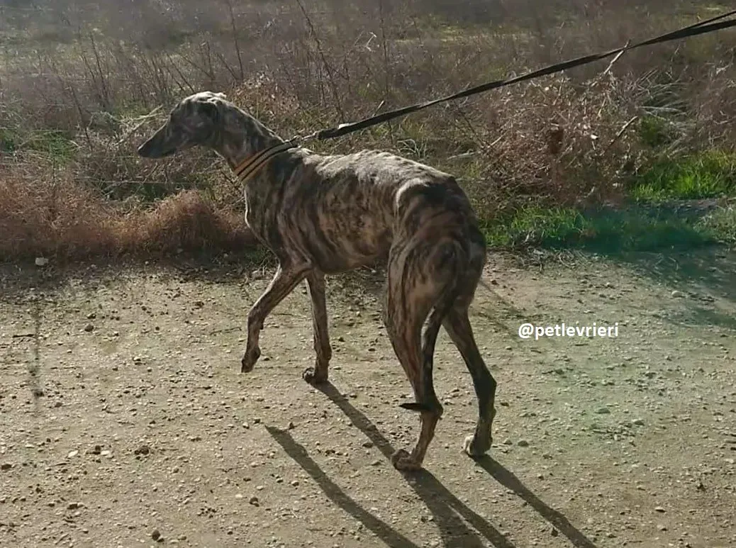 chip 3304 adozioni levriero galgo 14