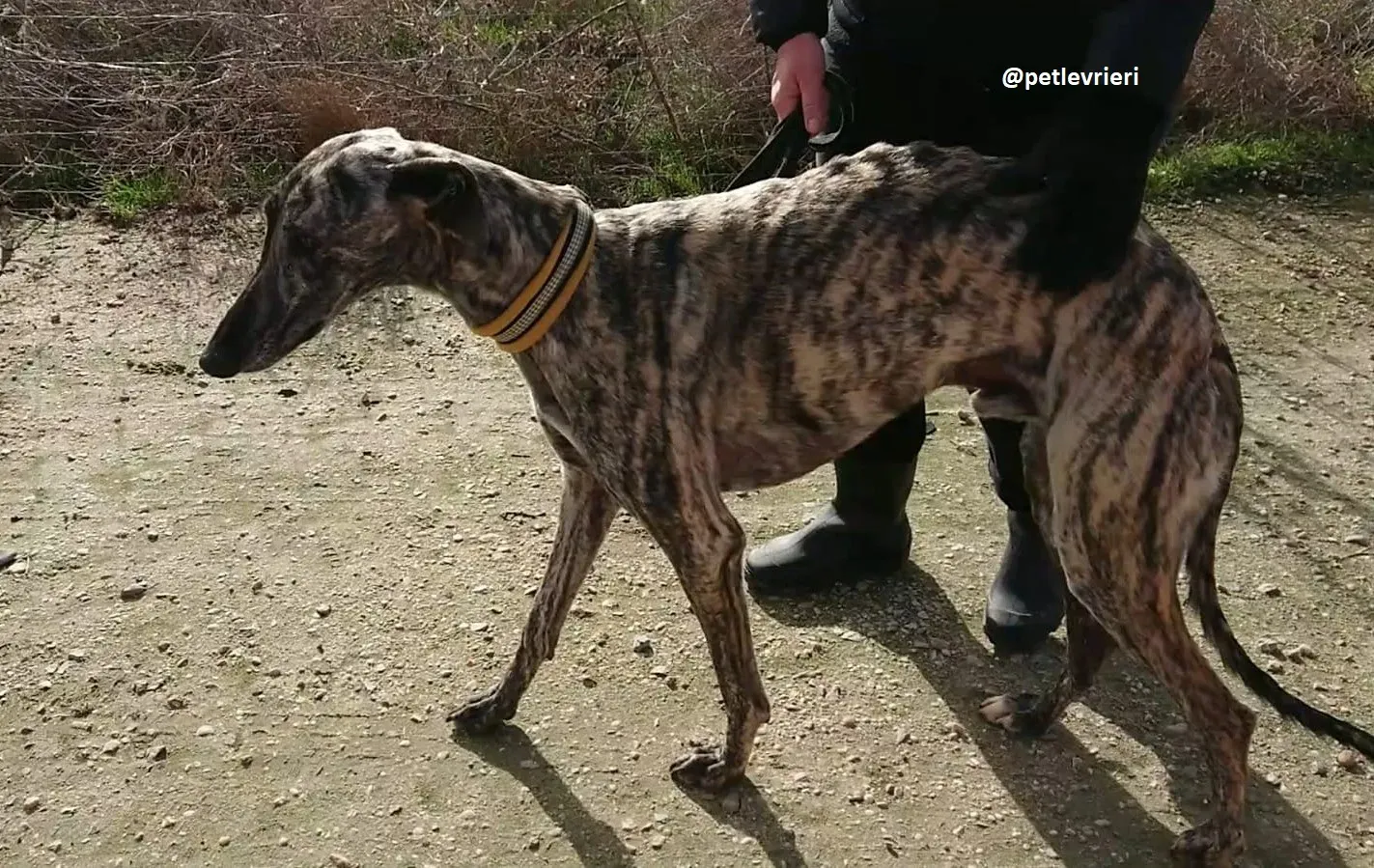 chip 3304 adozioni levriero galgo 16