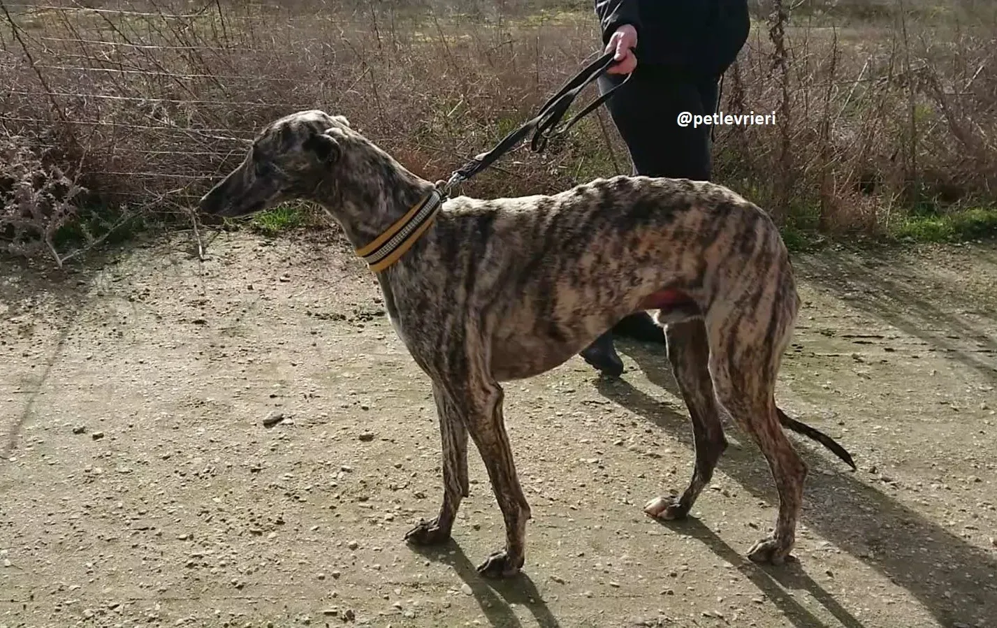 chip 3304 adozioni levriero galgo 17