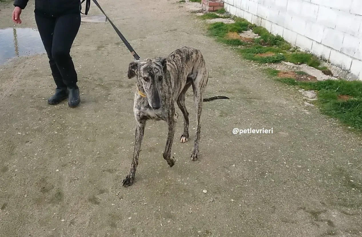 chip 3304 adozioni levriero galgo 18