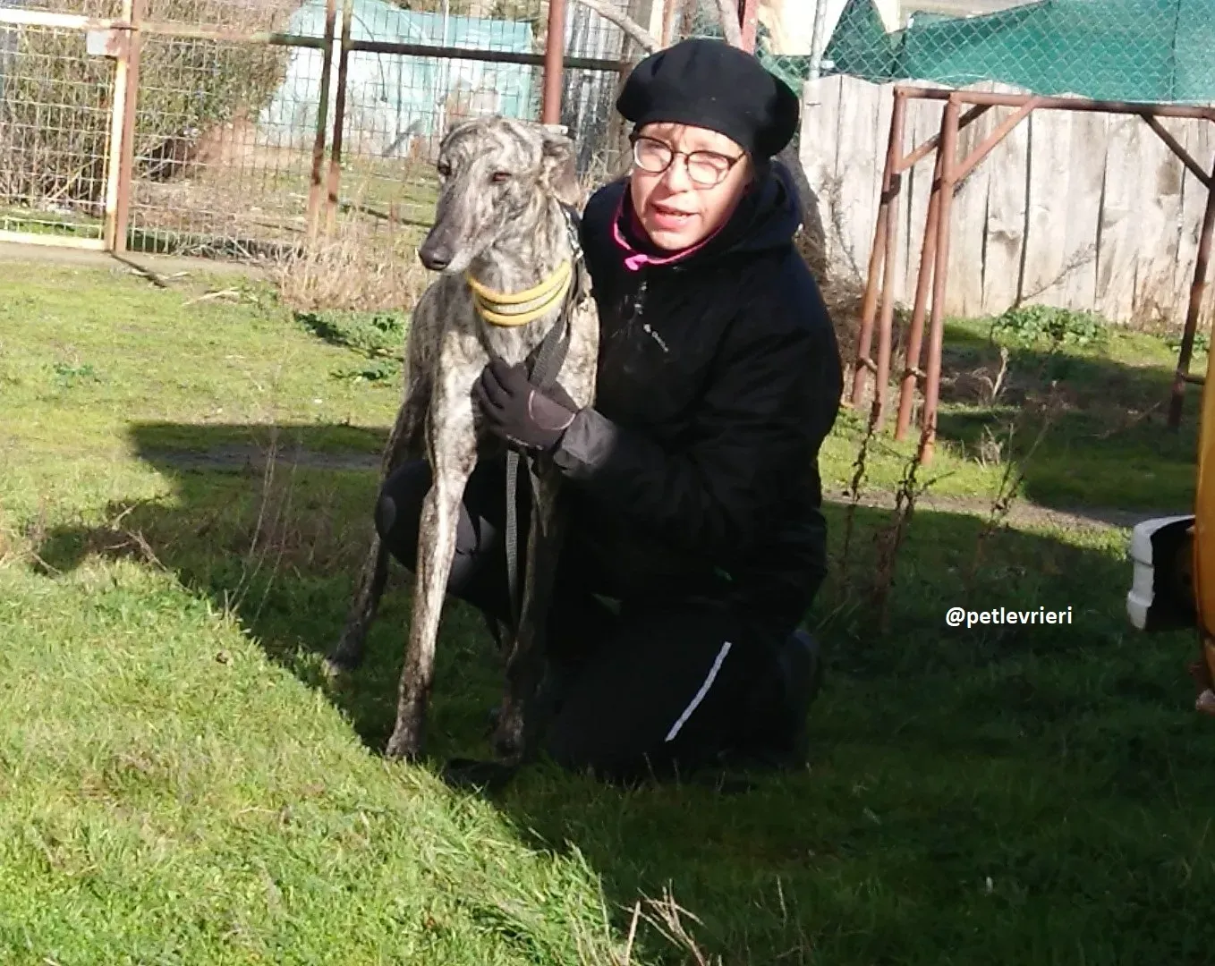 chip 3304 adozioni levriero galgo 2