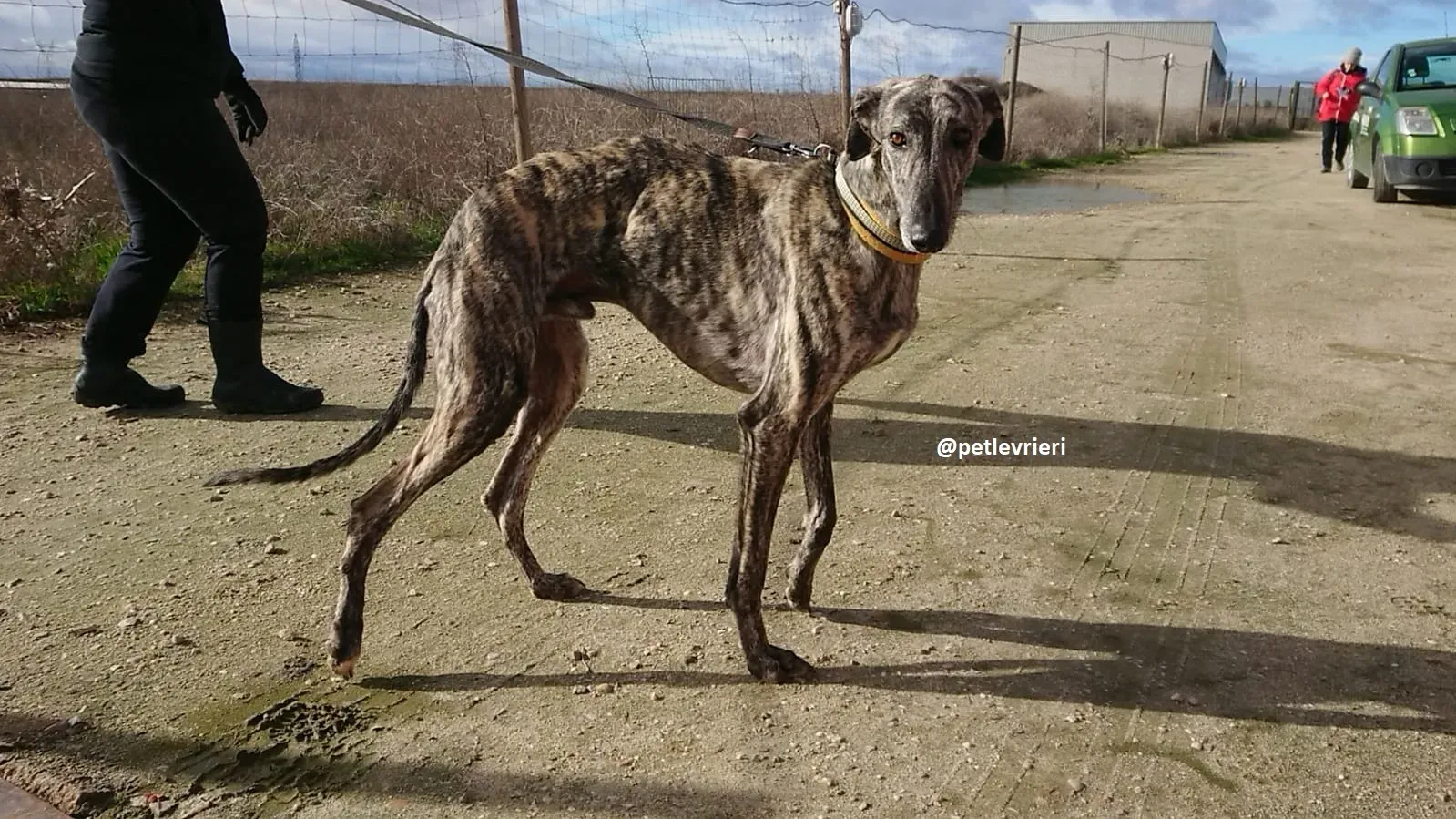 chip 3304 adozioni levriero galgo 20