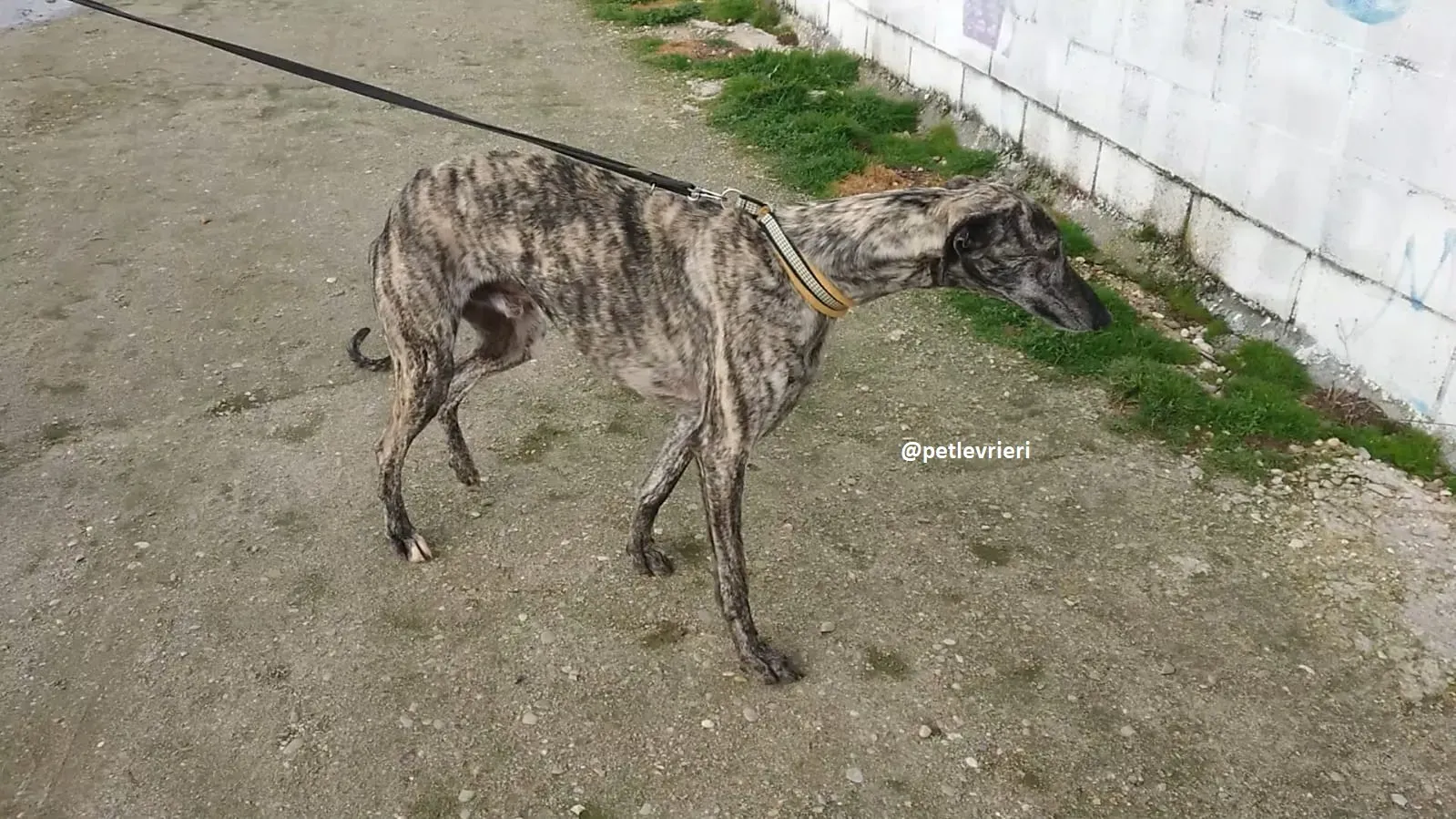 chip 3304 adozioni levriero galgo 21