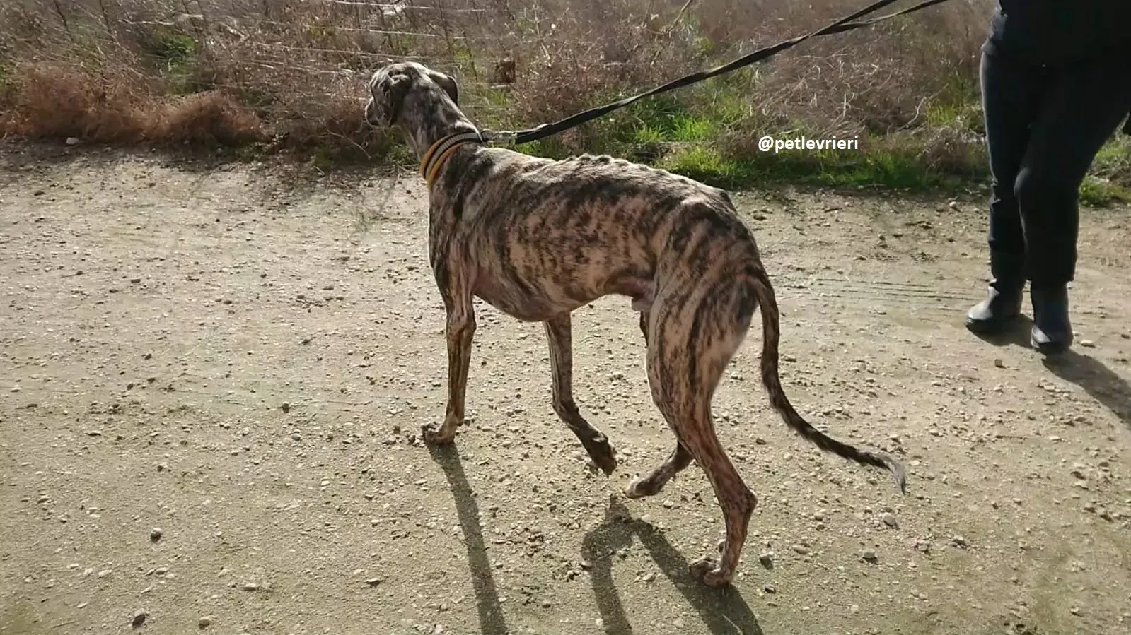 chip 3304 adozioni levriero galgo 22