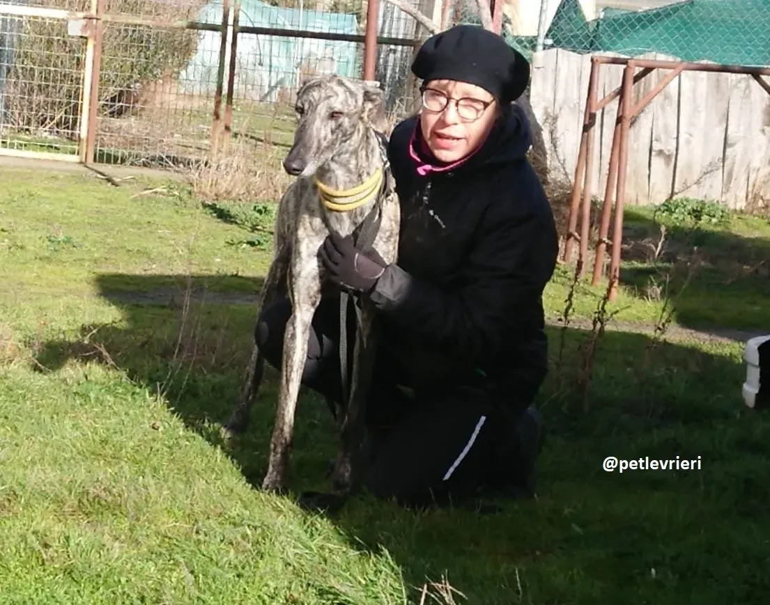 chip 3304 adozioni levriero galgo 4