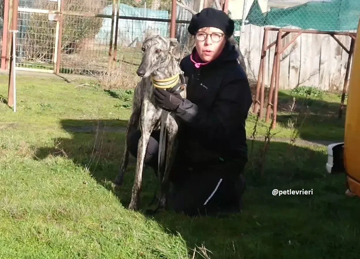 chip 3304 adozioni levriero galgo 6