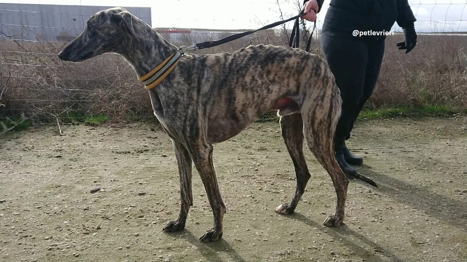 chip 3304 adozioni levriero galgo 9