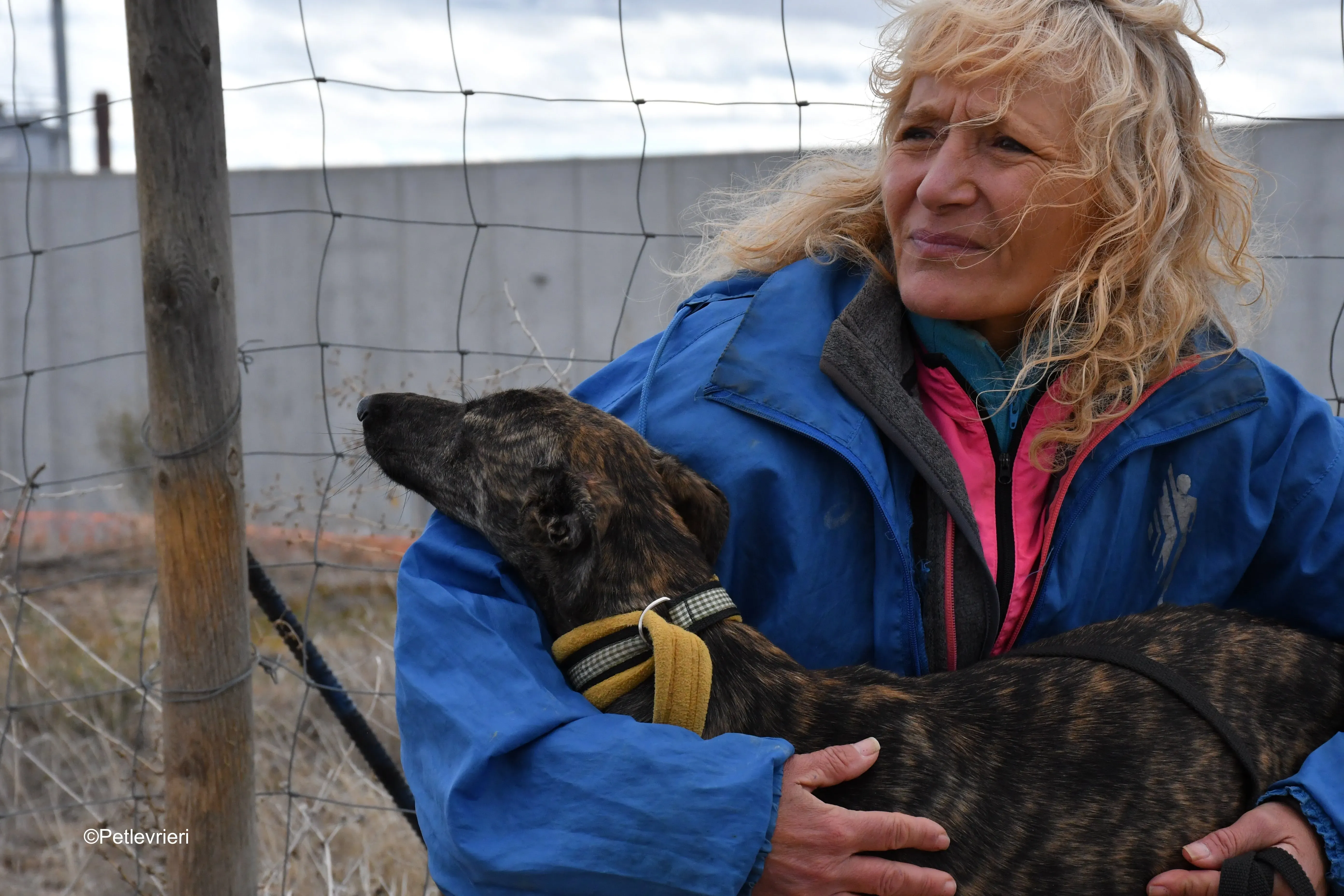 chip 4875 adozione levrieri galgo 1