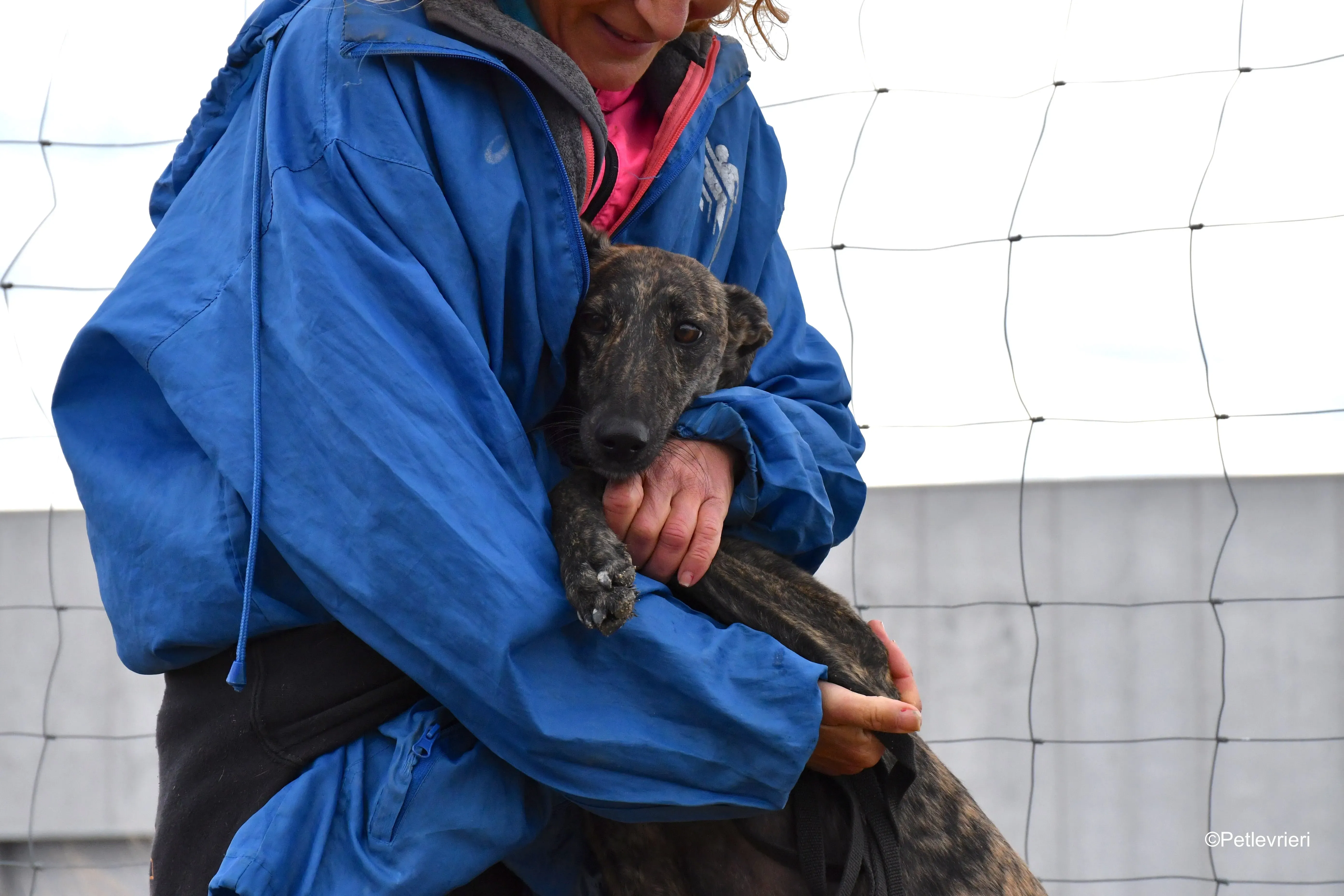 chip 4875 adozione levrieri galgo 10