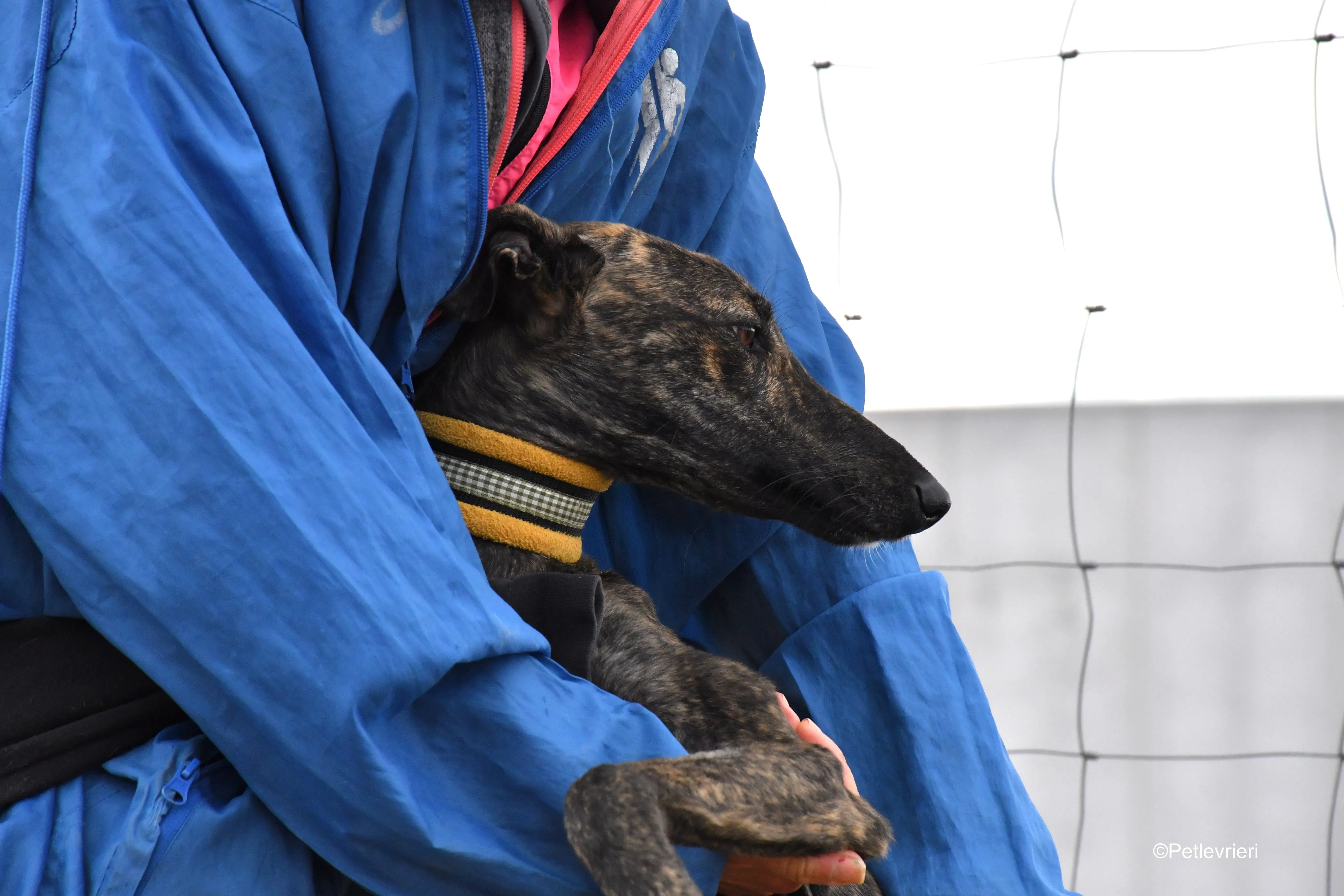 chip 4875 adozione levrieri galgo 11